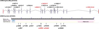 Whole Exome Sequencing Identified Novel ARMC9 Variations in Two Cases With Joubert Syndrome